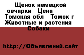 Щенок немецкой овчарки › Цена ­ 8 000 - Томская обл., Томск г. Животные и растения » Собаки   